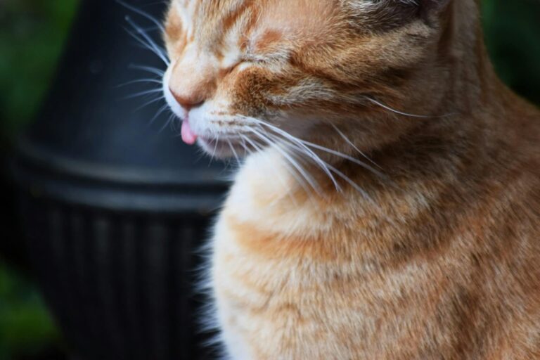 A nyelvújítás szavai – amikor új szavakkal gazdagodott a magyar nyelv